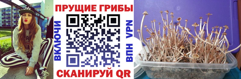 Галлюциногенные грибы Magic Shrooms  где продают наркотики  Лодейное Поле 